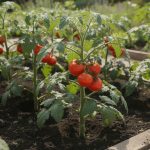 découvrez la distance idéale entre chaque pied de tomate pour assurer une croissance optimale et un bon rendement dans votre jardin potager.