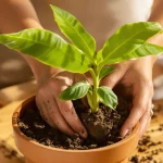 comment faire pousser un bananier sans graine